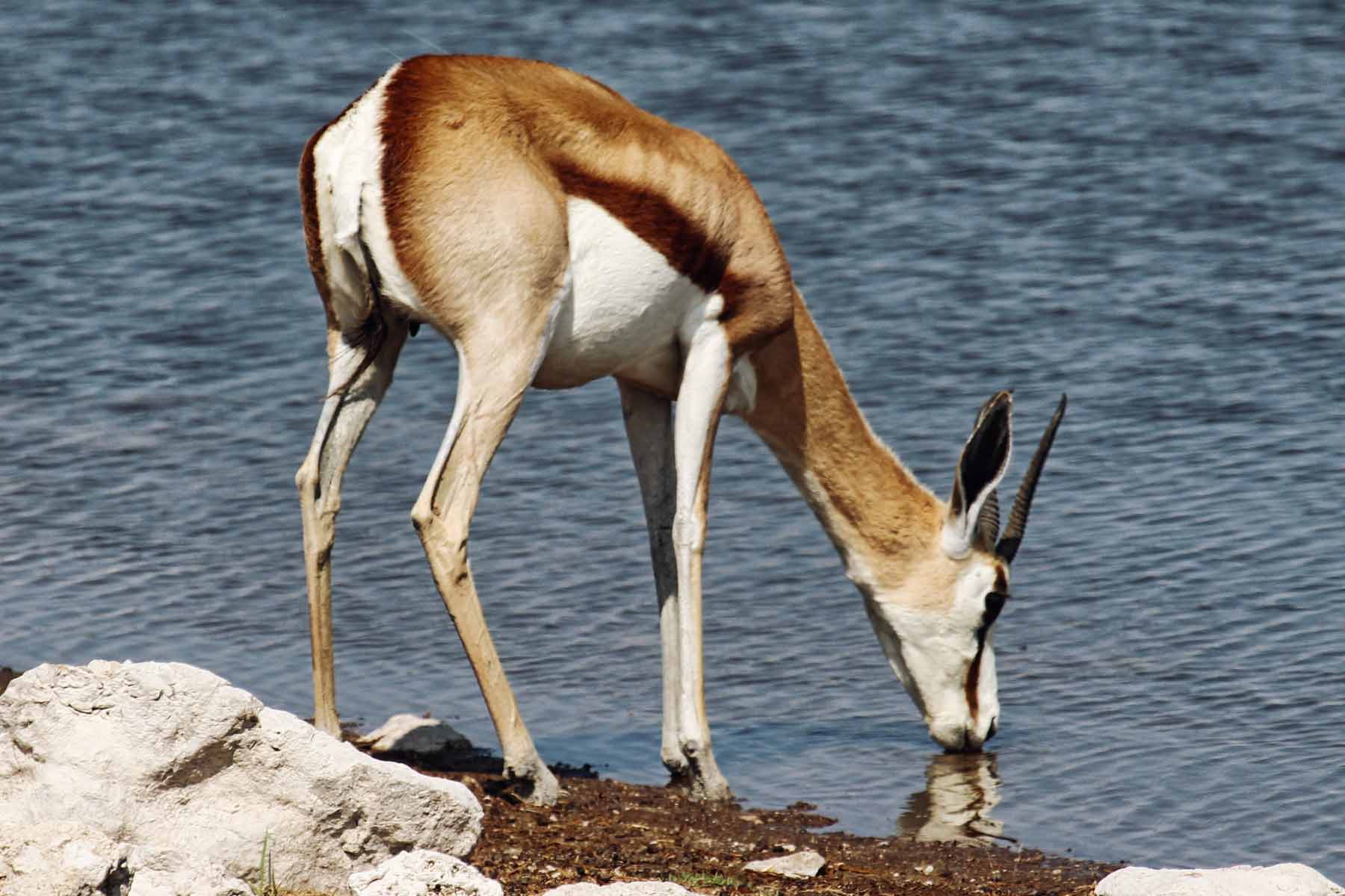 Teleobjektiv Namibia