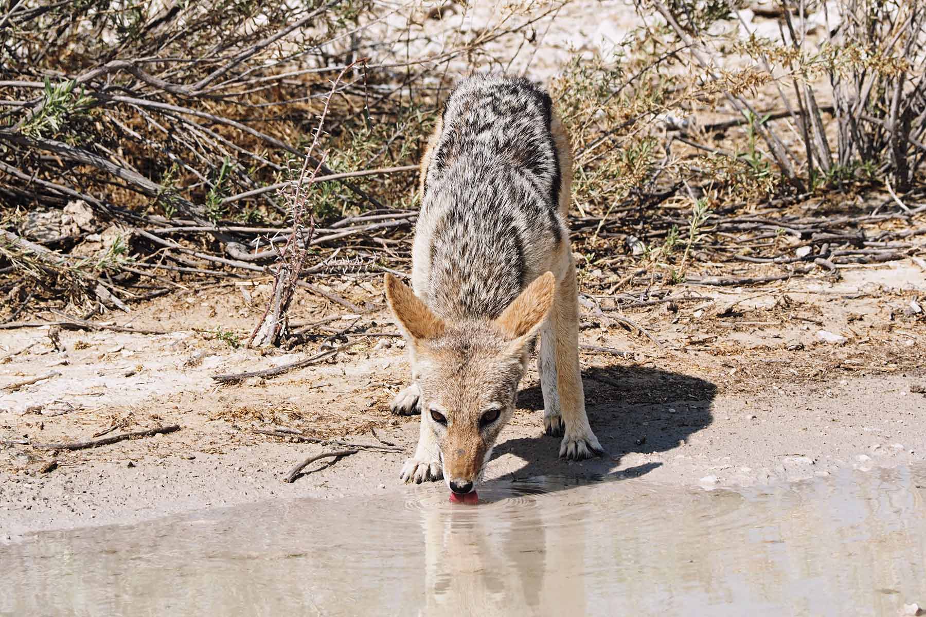 Fotografieren in Namibia