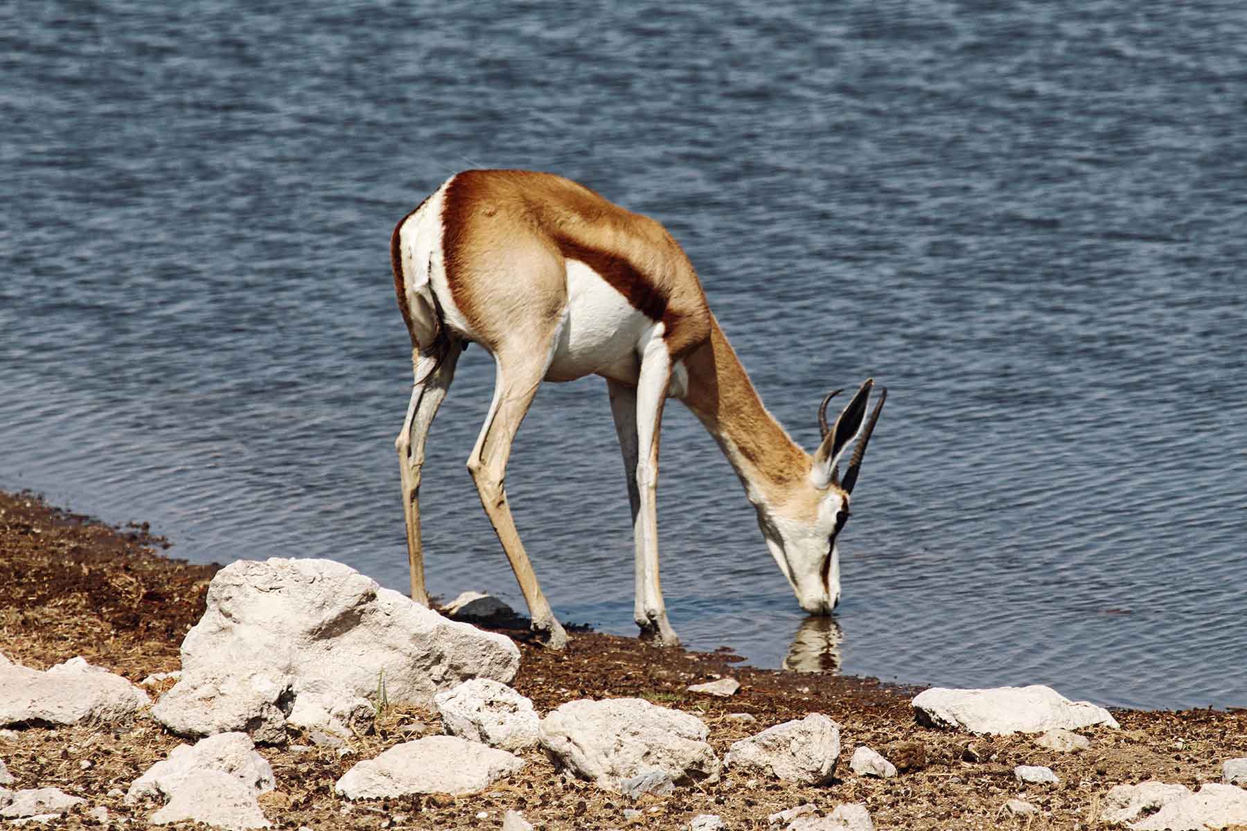 Springbock in Namibia