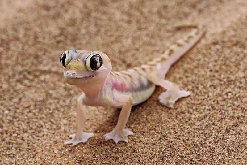 Living Desert Tour Namibia