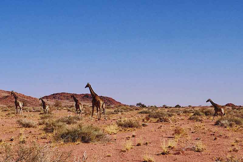 Giraffen am Brandberg Namibia