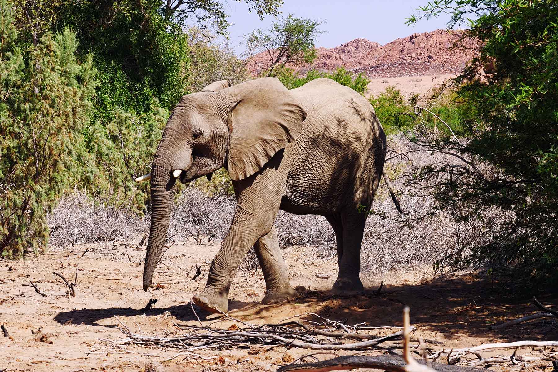 Wüstenelefanten in Namibia
