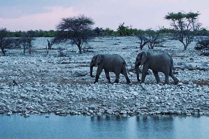 Elefanten Etosha Nationalpark Namibia