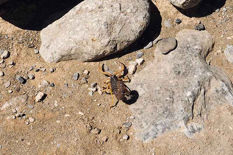 Skorpion in Namibia