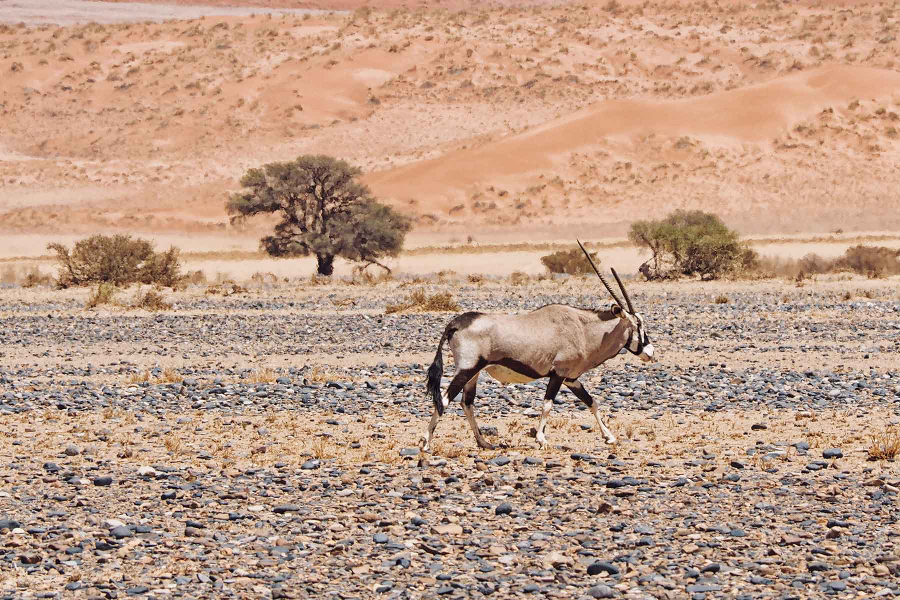 Oryx Antilope im Sossusvlei