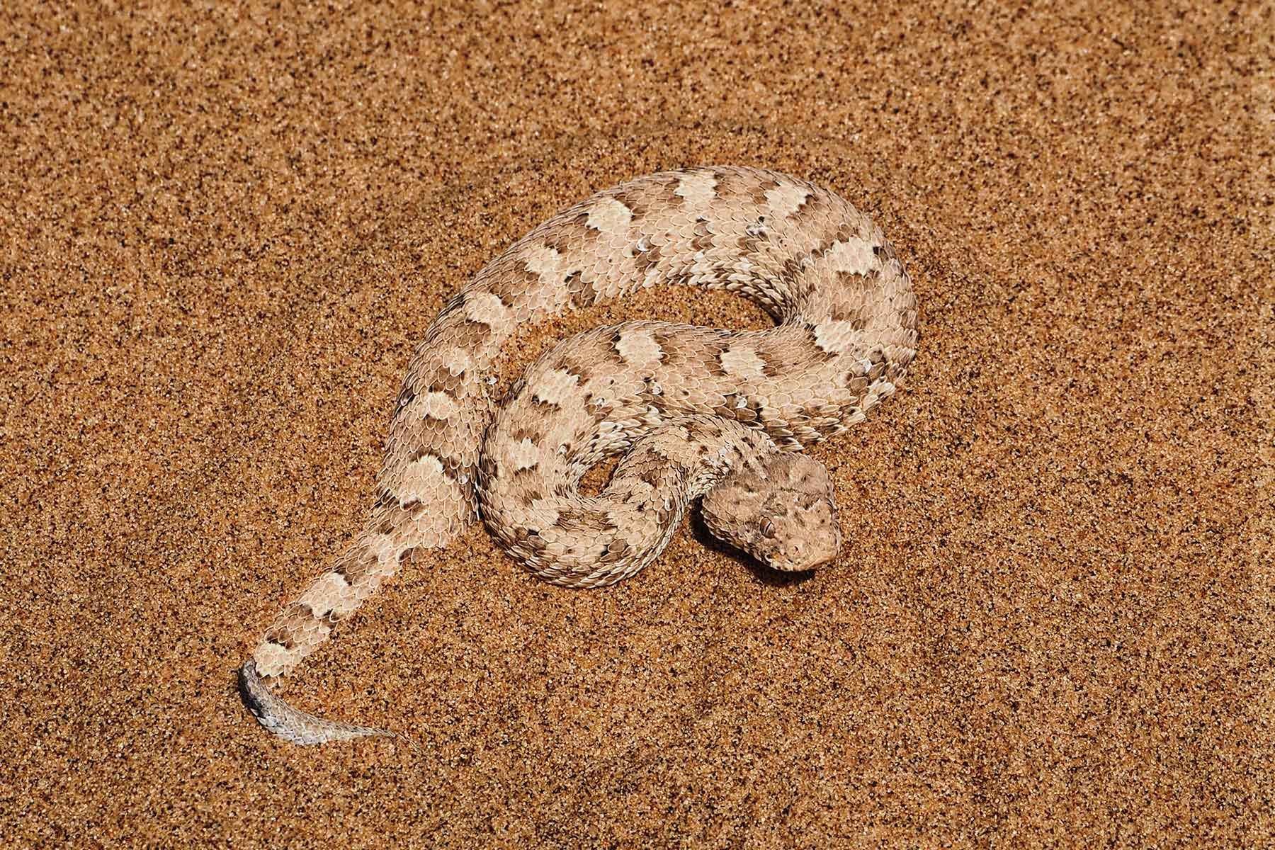 Living Desert Tour Swakopmund