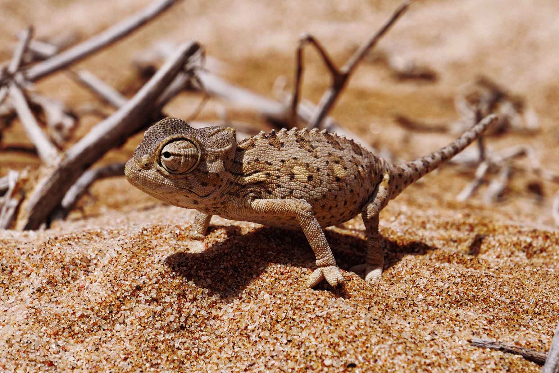 Living Desert Tour Swakopmund