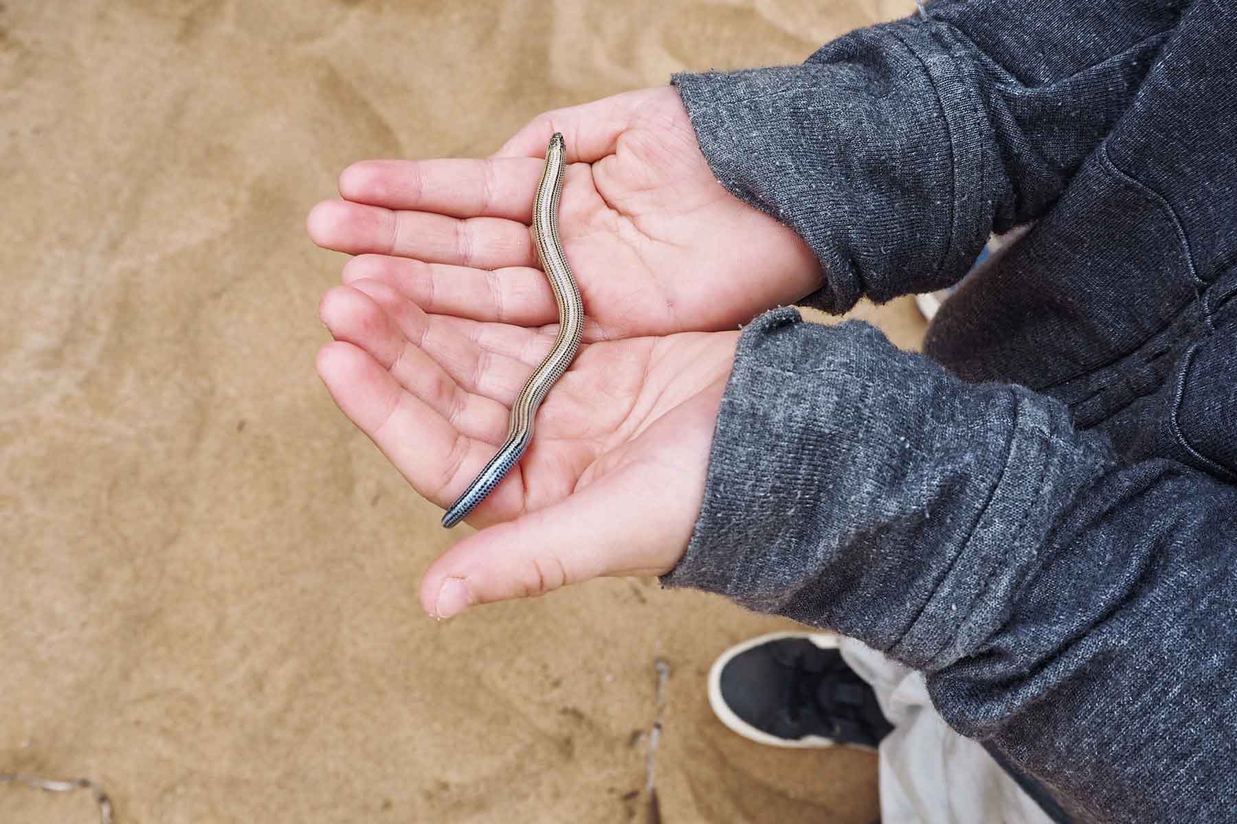 Living Desert Tour Swakopmund