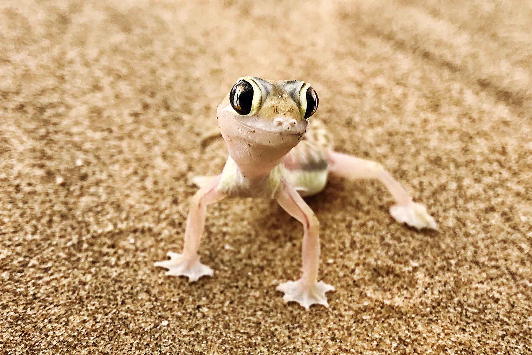 Living Desert Tour Swakopmund