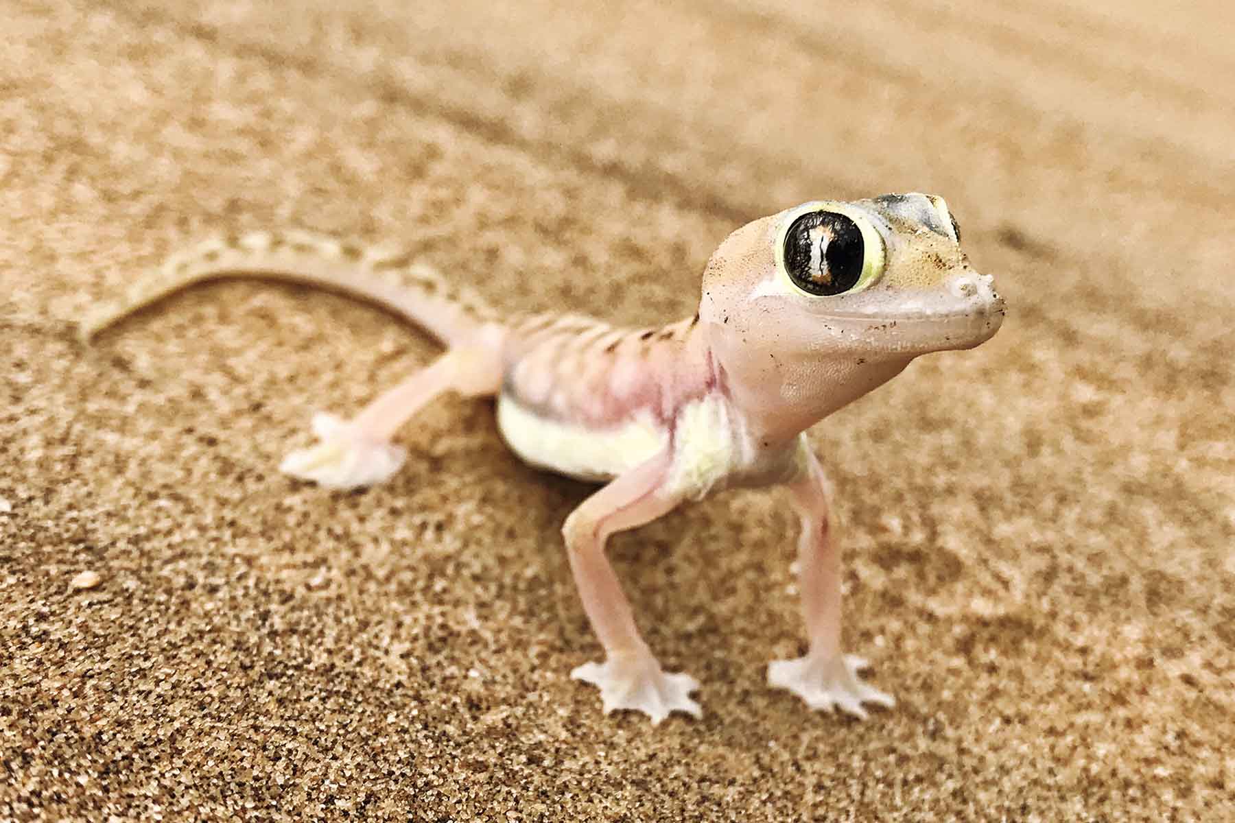 Living Desert Tour Swakopmund