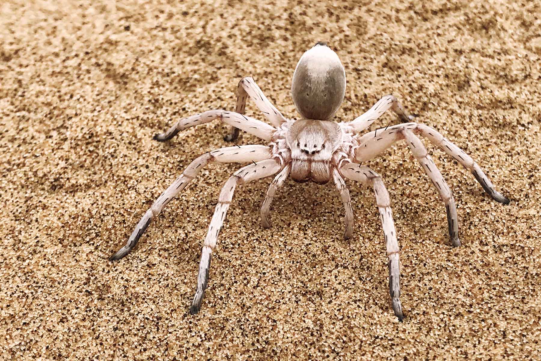 Living Desert Tour Swakopmund