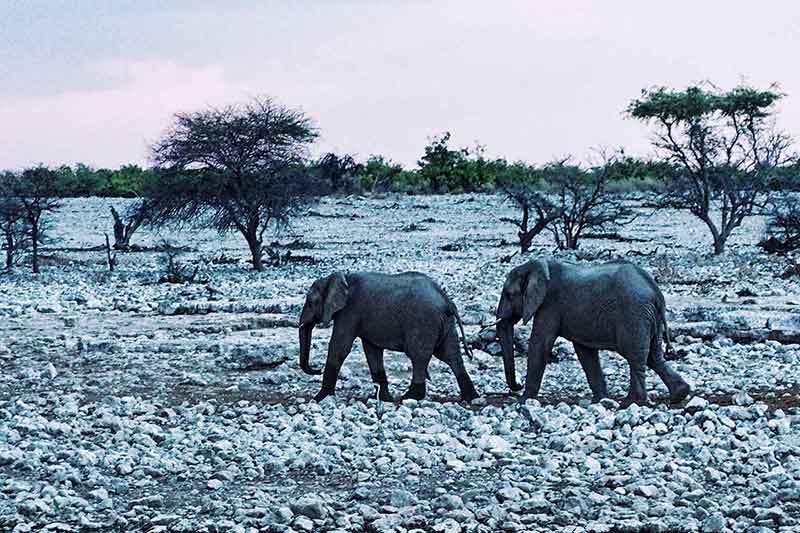 Etosha