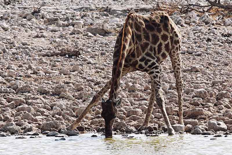 Etosha