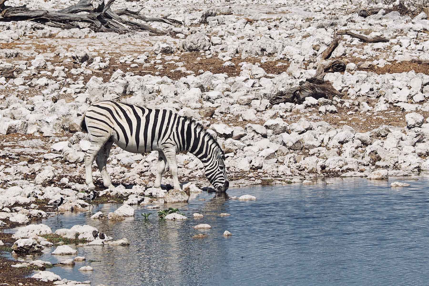 Etosha