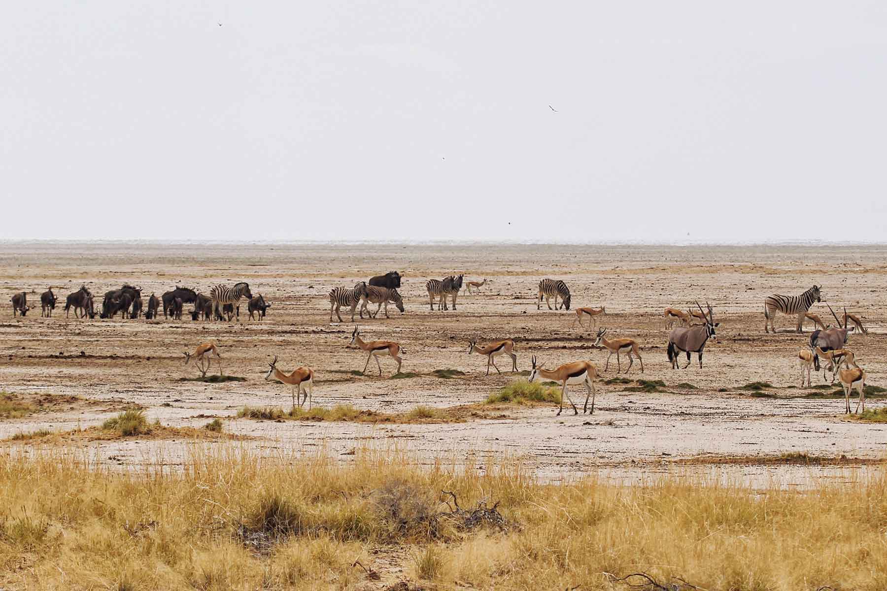 Etosha