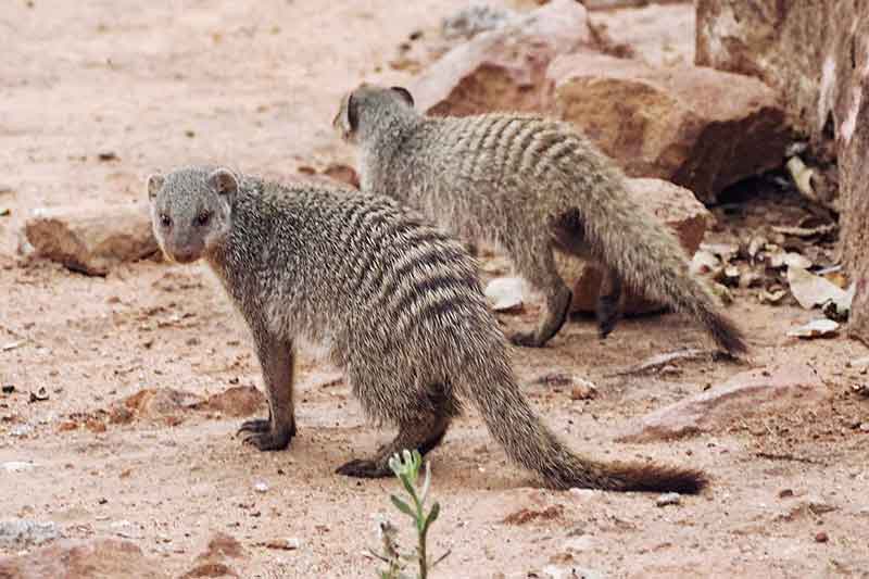 Zebramangusten in Namibia