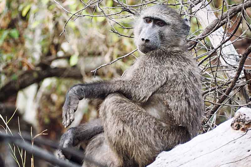 Pavian am Waterberg Namibia