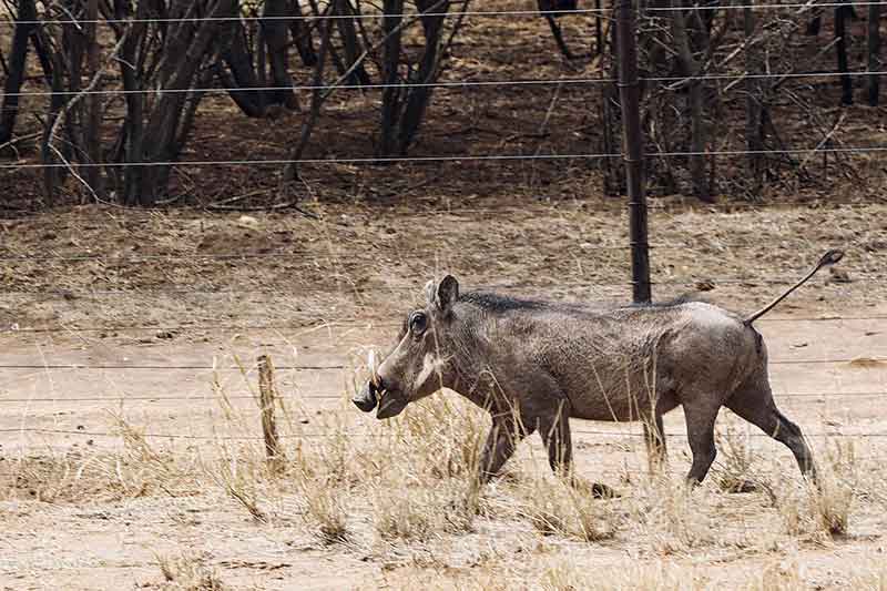 Warzenschwein in Namibia