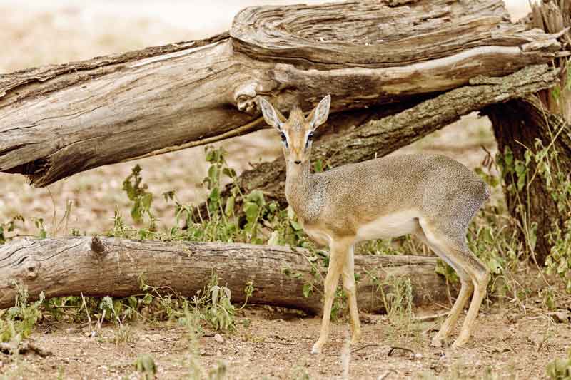 Dik Dik