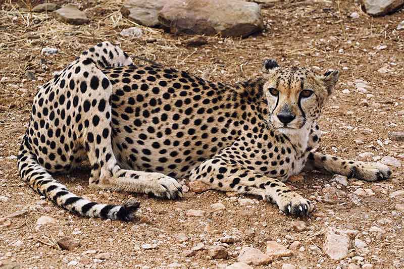 Gepard Namibia