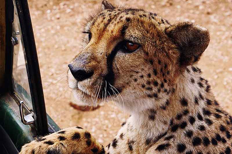 Gepard Namibia