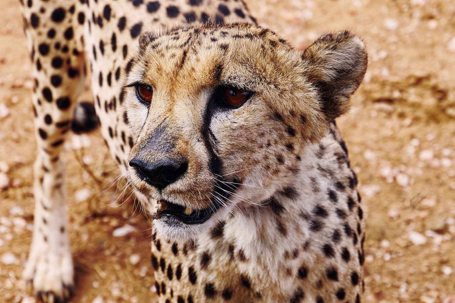 Gepard Namibia