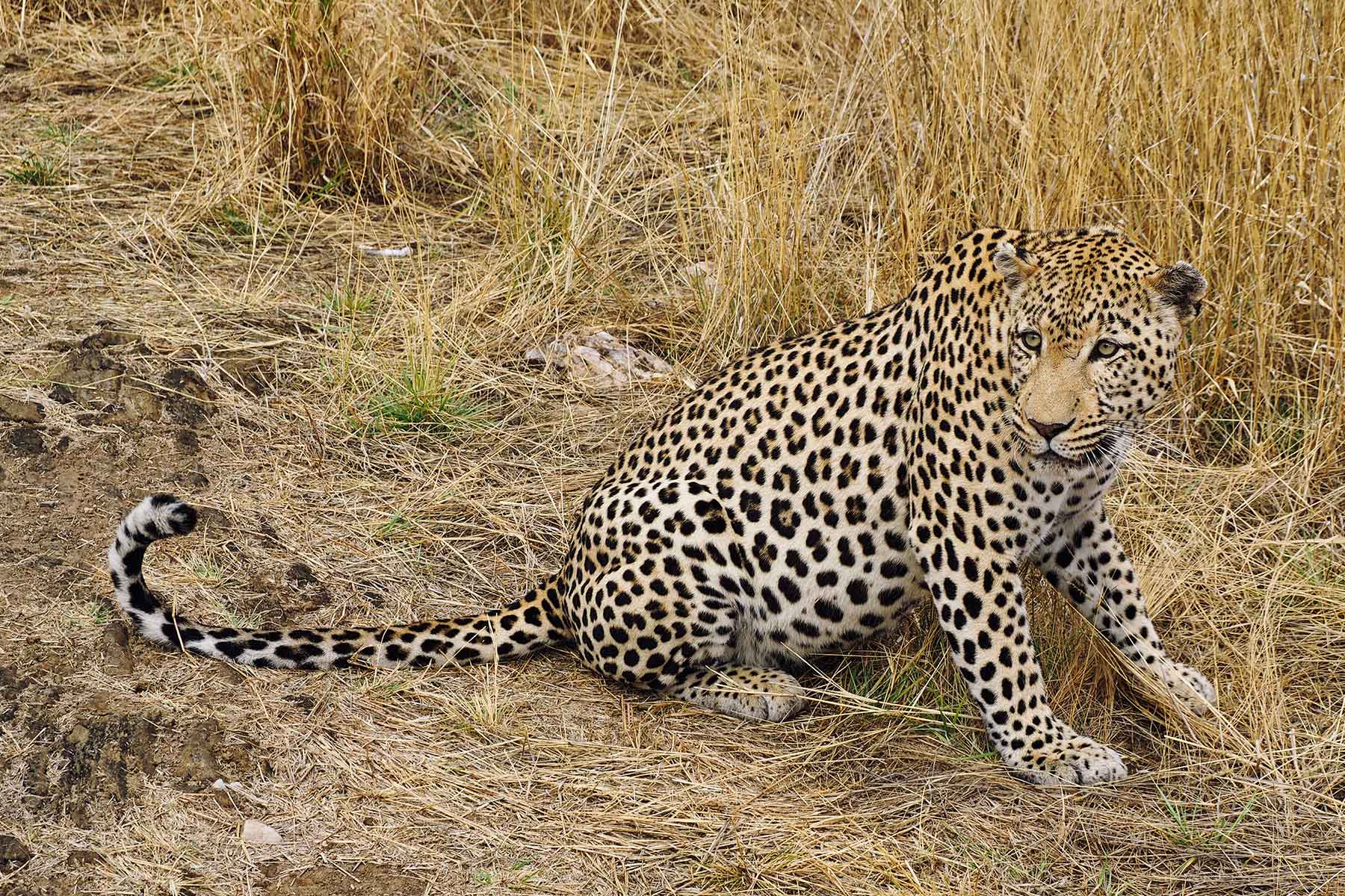Leopard Düsternbrook Namibia