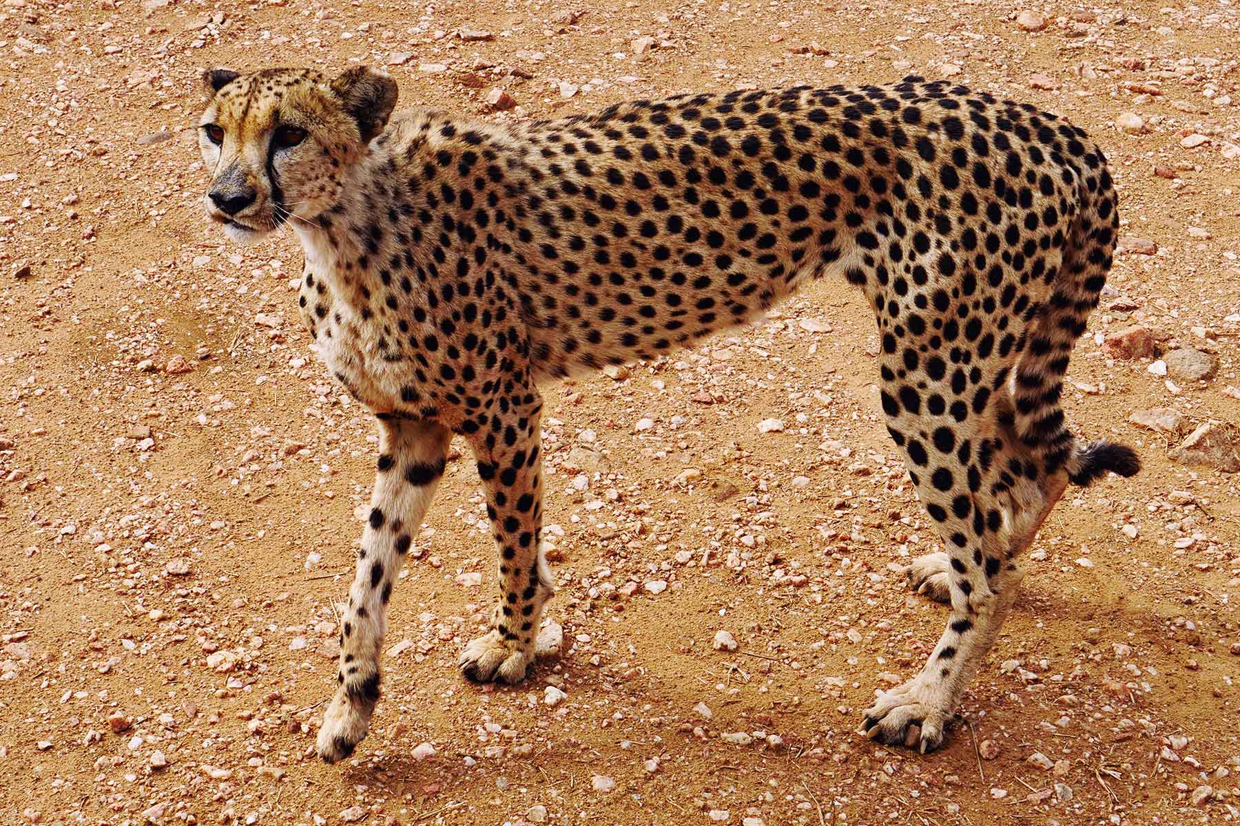Gepard Düsternbrook Namibia