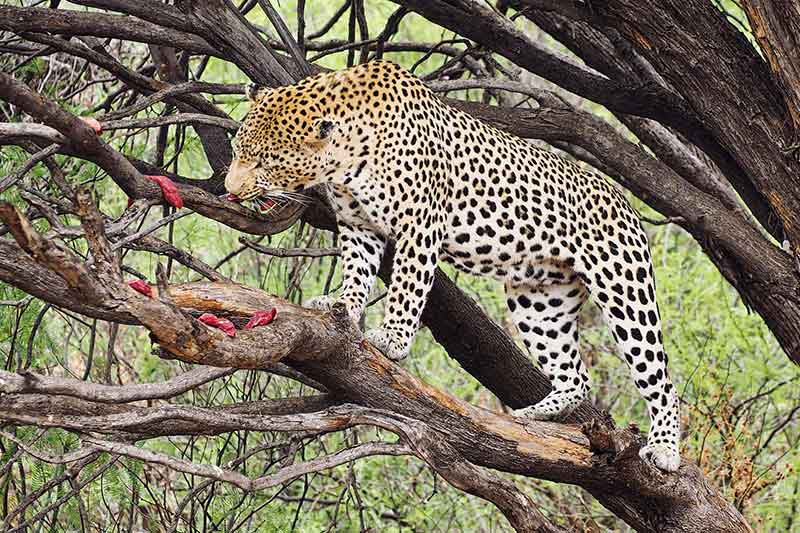 Leopard Namibia