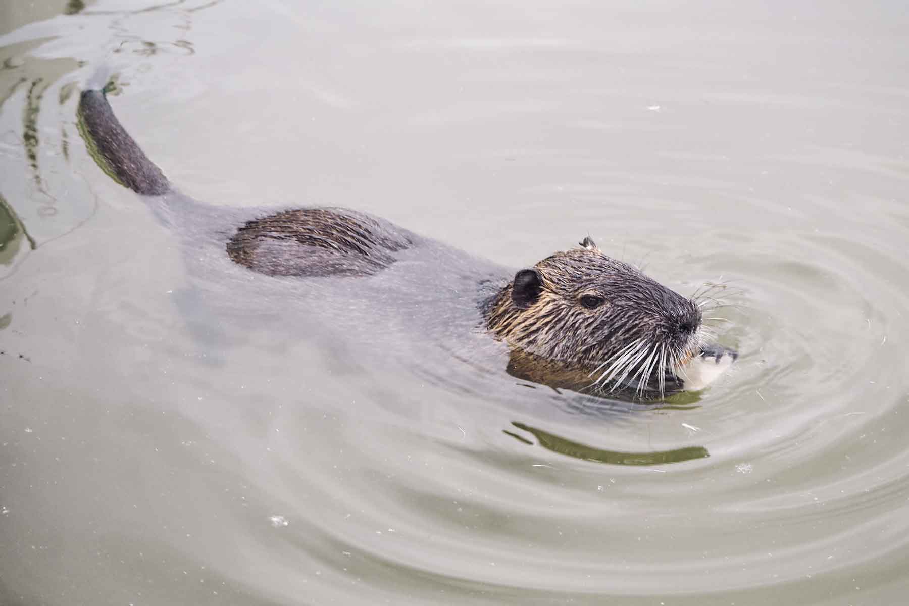 Nutria im Canal du Midi