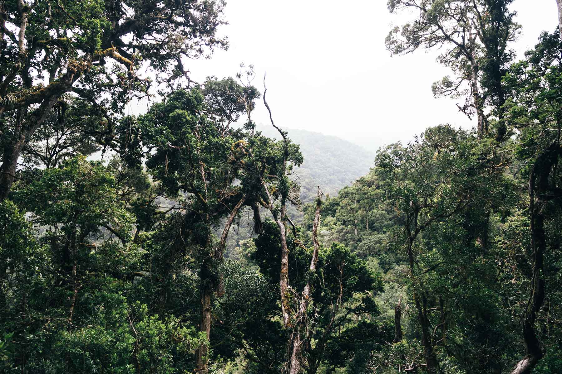 Im Nebelwald Costa Rica