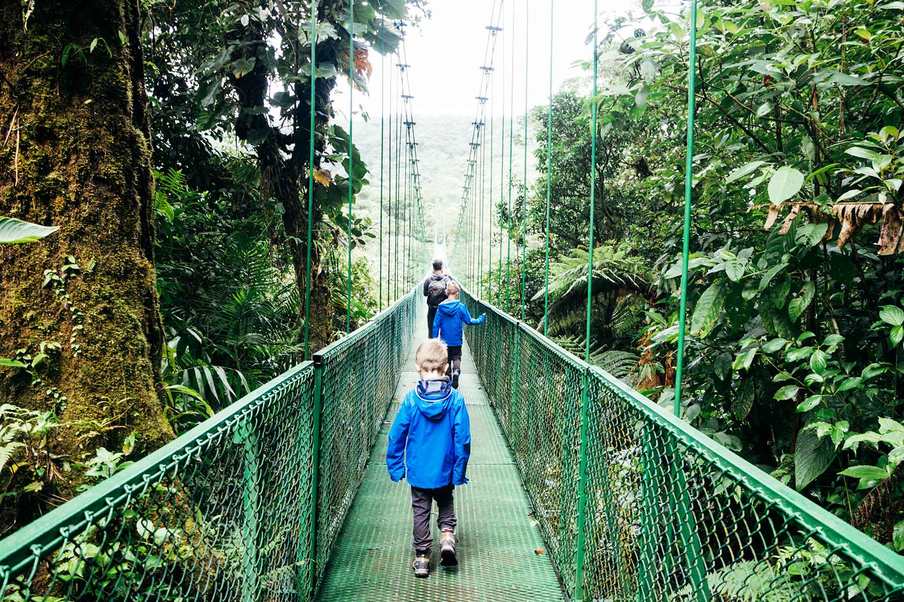 Nebelwald von Monteverde