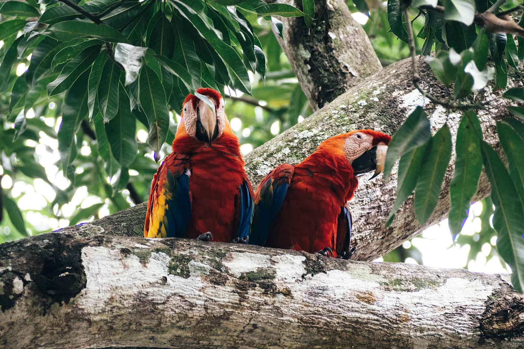 Aras im Regenwald in Costa Rica