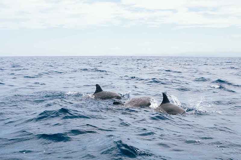 Delfintour in Sámara Costa Rica