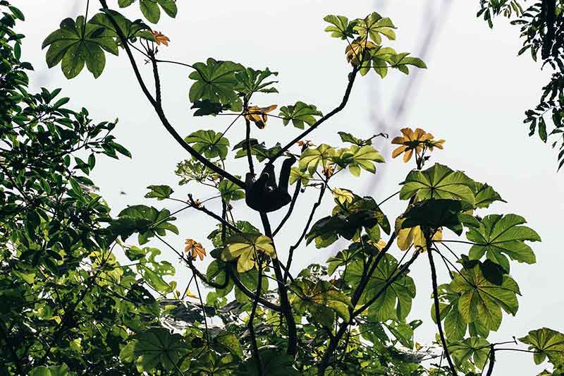 Faultier in Manuel Antonio