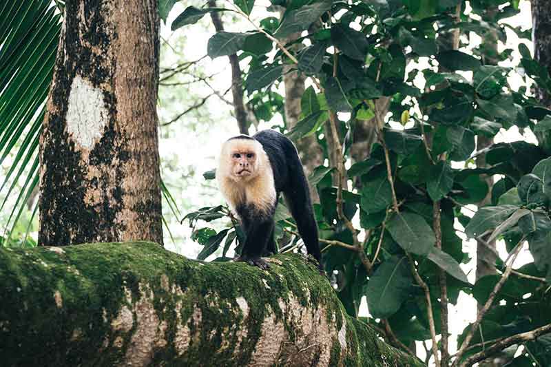 Affen im Nationalpark Manuel Antonio