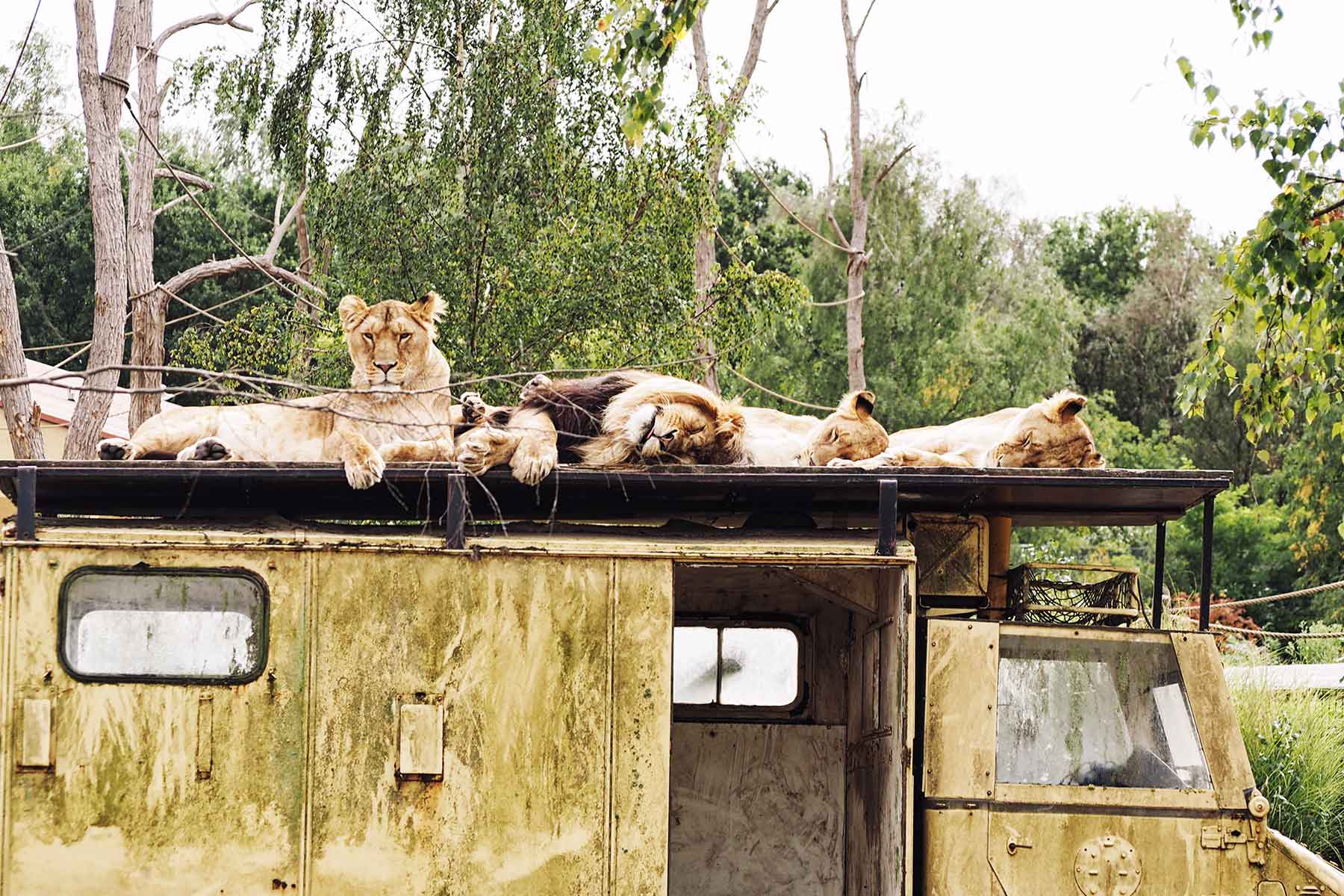 Glamping Niederlande