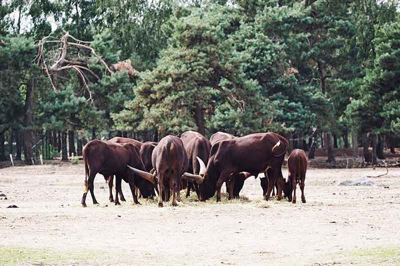 Glamping Niederlande