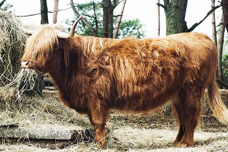 Glamping Niederlande