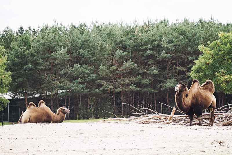 Glamping Niederlande