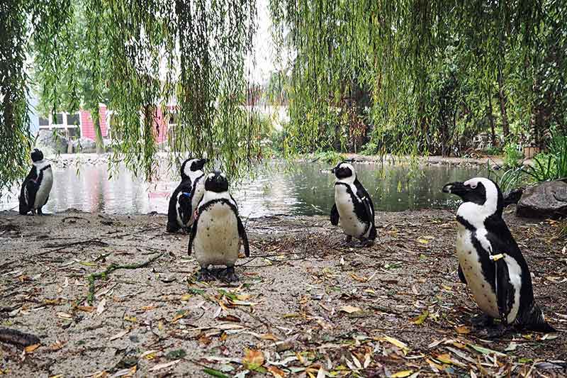 Glamping Niederlande