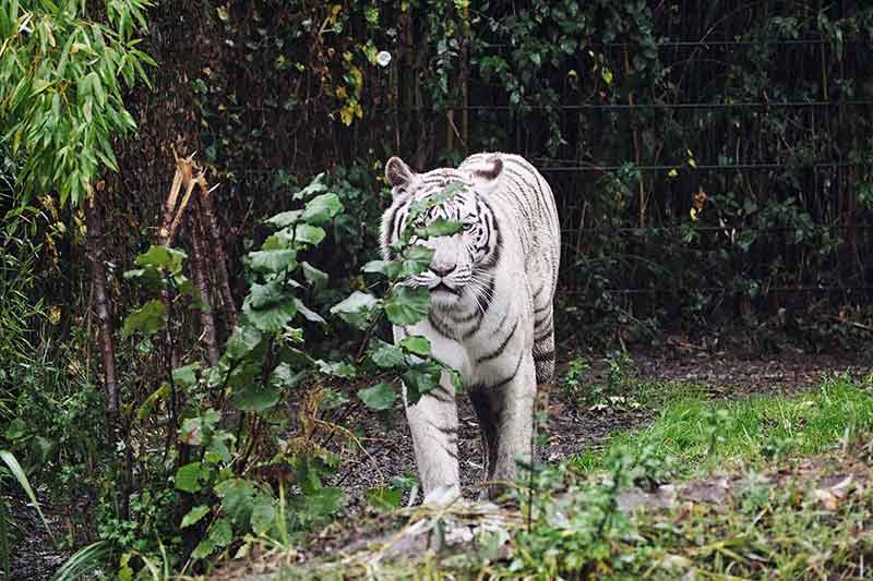 Glamping Niederlande