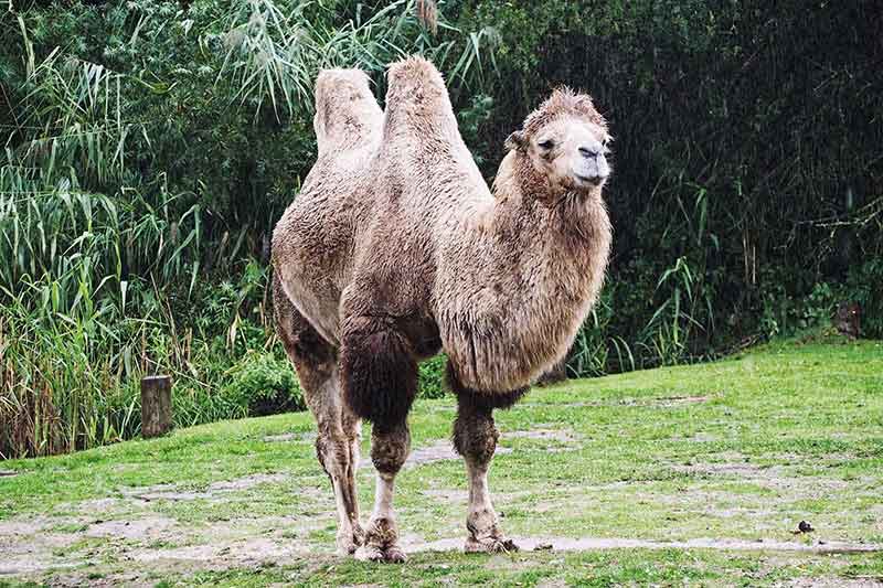 Glamping Niederlande