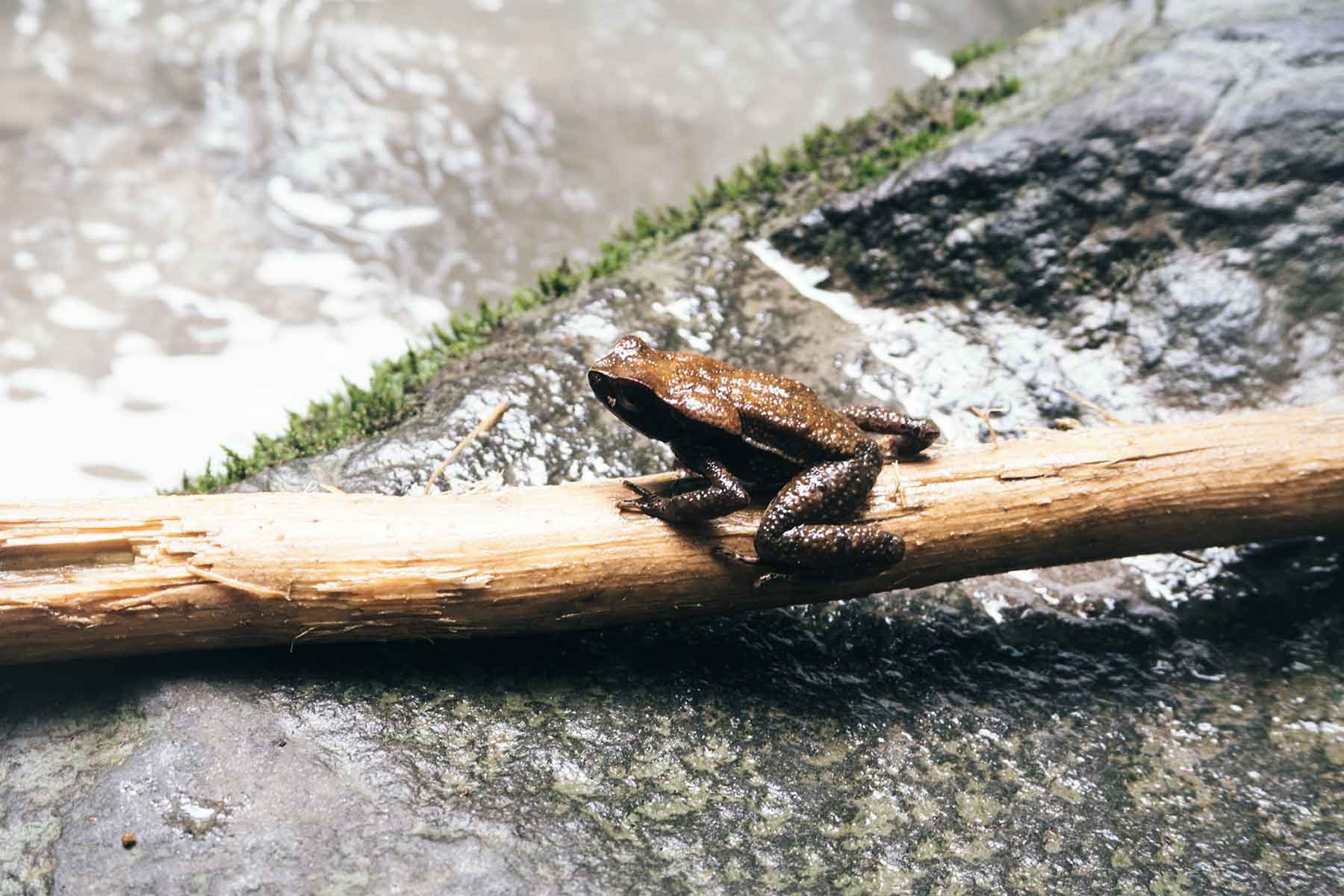 Wasserfall Rio Fortuna