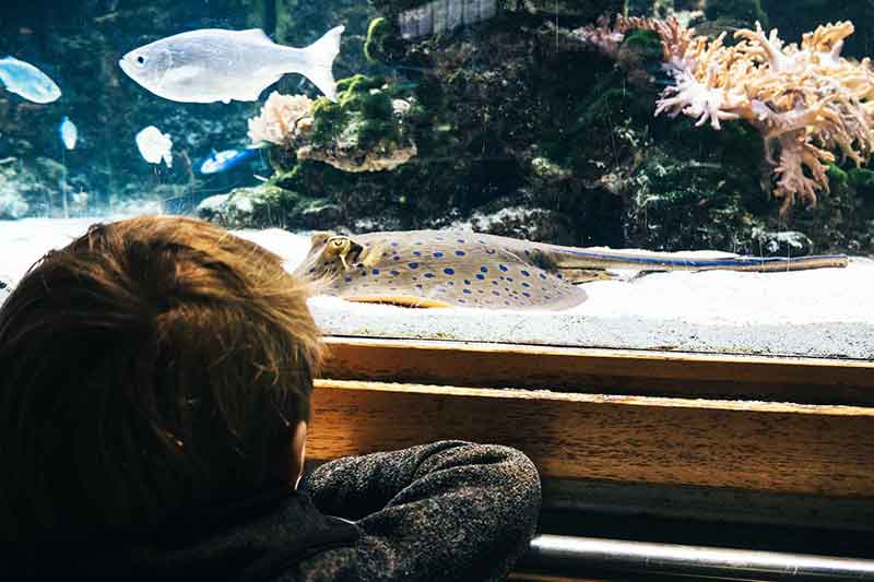 Deutsches Meeresmuseum Stralsund