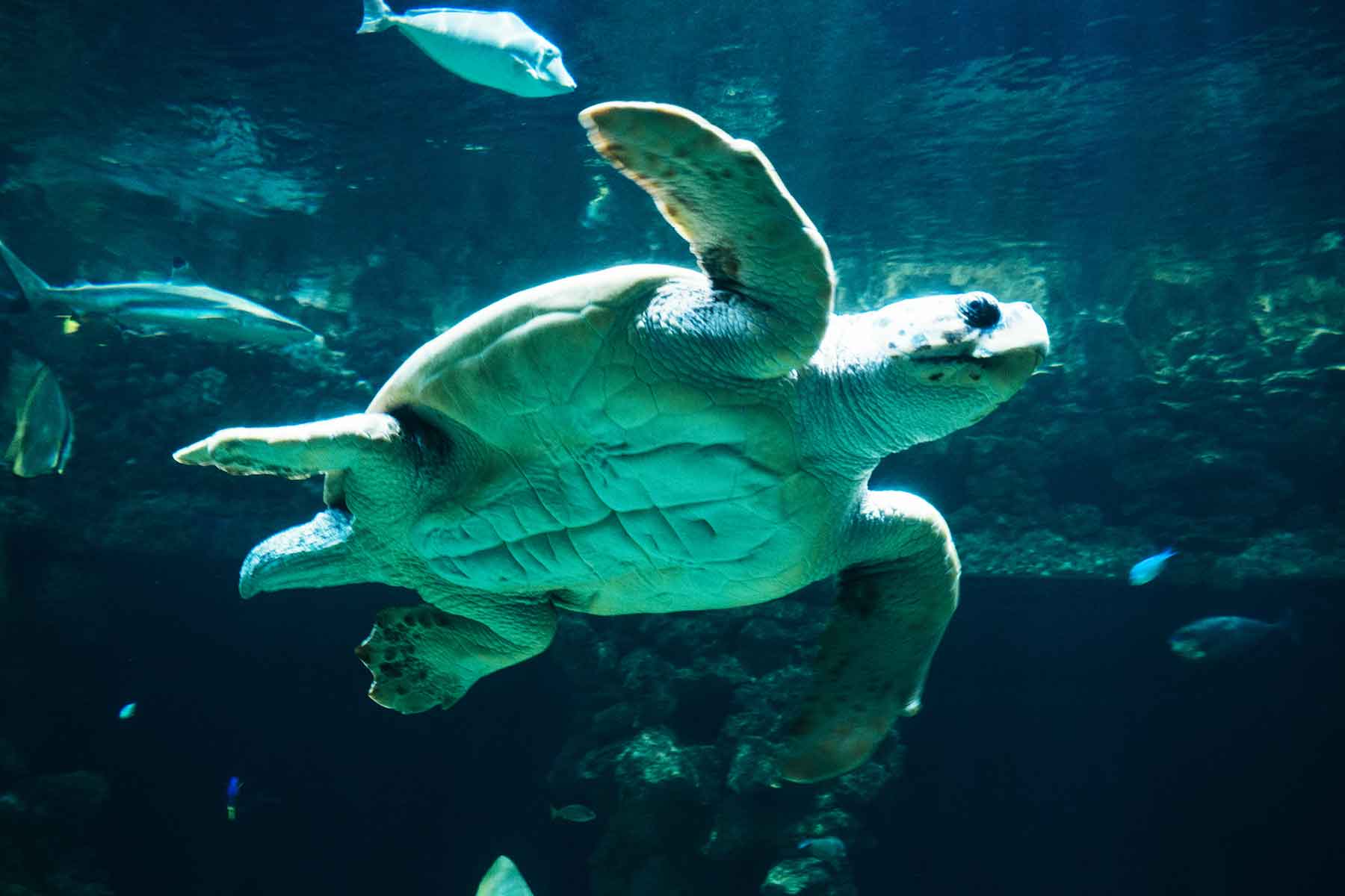 Deutsches Meeresmuseum Stralsund