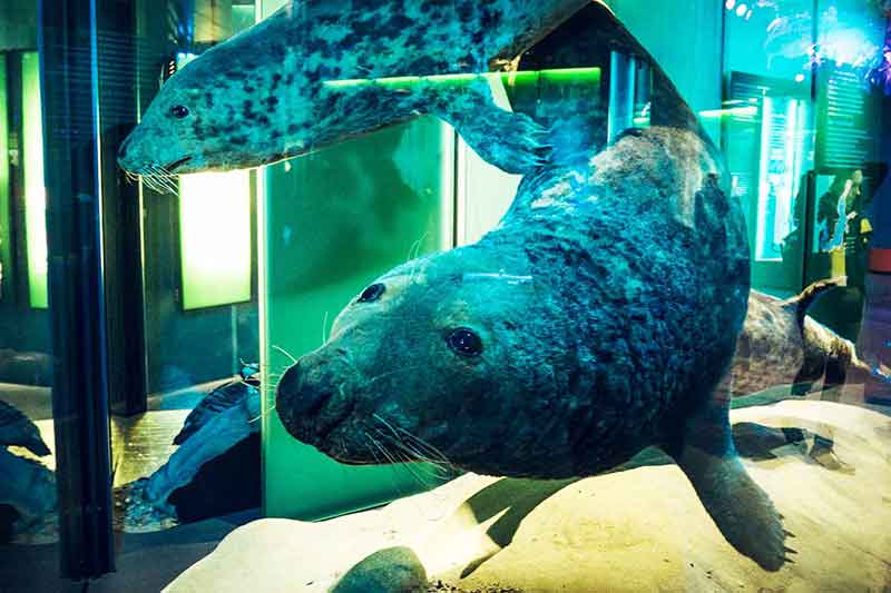 Ozeaneum Stralsund