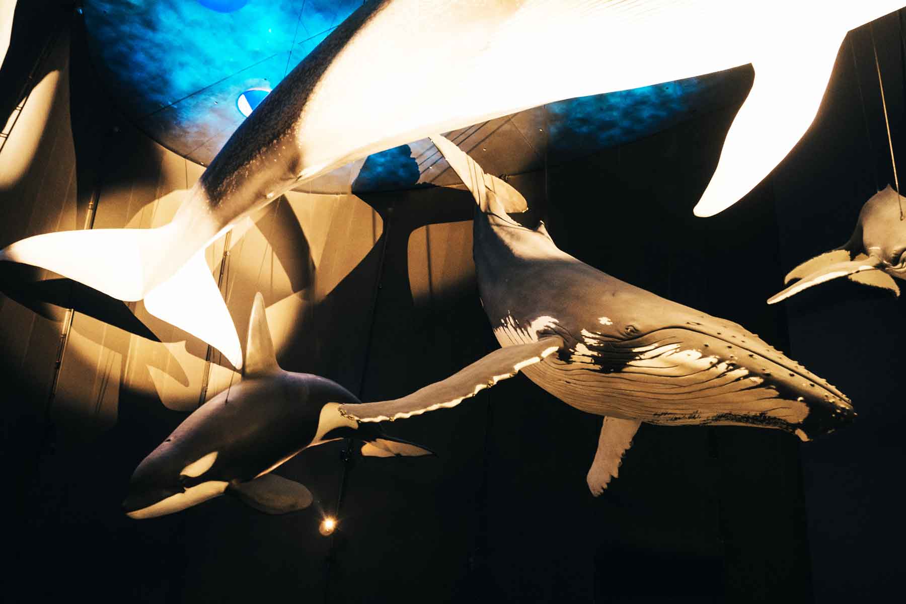 Ozeaneum Stralsund