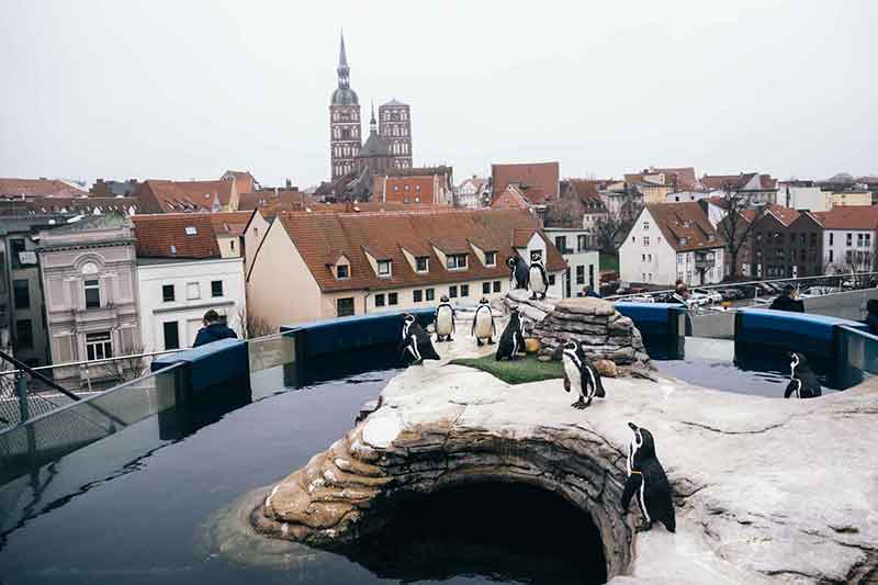 Ozeaneum Stralsund Pinguine