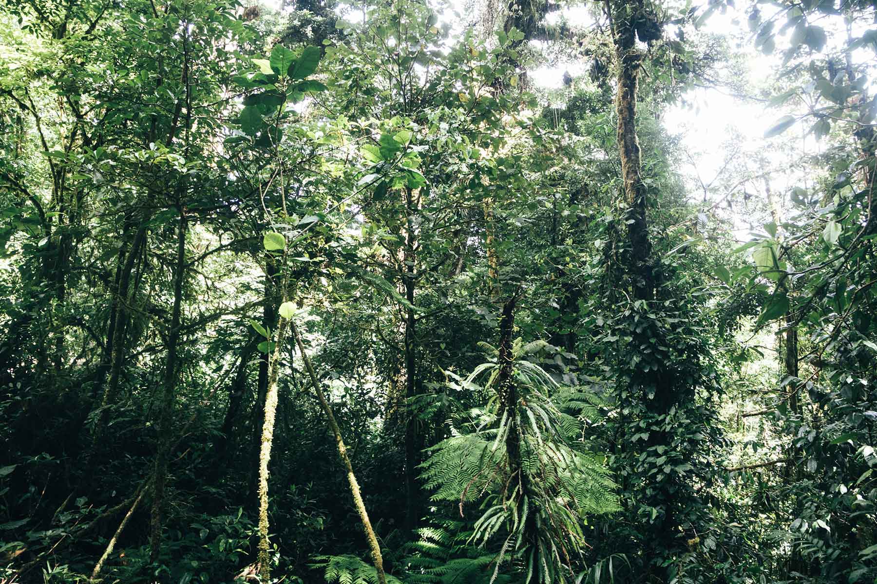 Monteverde Nebelwald Costa Rica